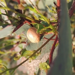 Paropsis atomaria at Conder, ACT - 7 Jan 2024