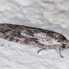 Phylomictis maligna at Melba, ACT - 28 Nov 2024