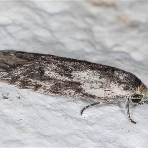 Phylomictis maligna at Melba, ACT - 28 Nov 2024