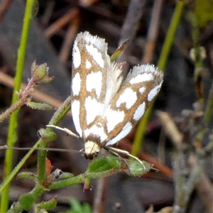 Myrascia trijugella at Borough, NSW - suppressed