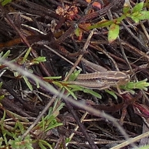 Acrididae sp. (family) (Unidentified Grasshopper) at Borough, NSW by Paul4K