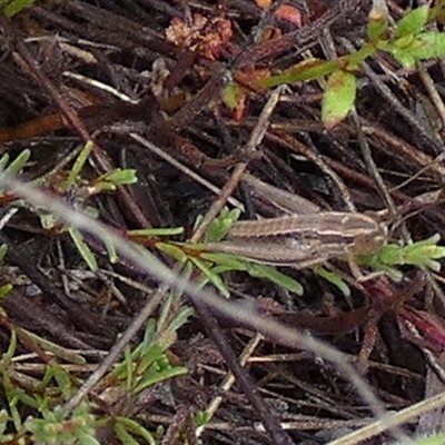 Acrididae sp. (family) (Unidentified Grasshopper) at Borough, NSW - 3 Dec 2024 by Paul4K