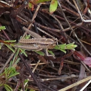 Acrididae sp. (family) at Borough, NSW - suppressed