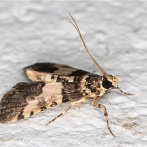 Nacoleia mesochlora at Melba, ACT - 28 Nov 2024