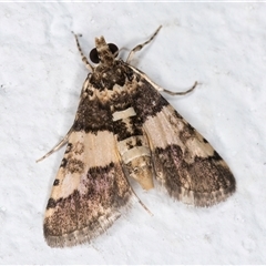 Nacoleia mesochlora at Melba, ACT - 28 Nov 2024