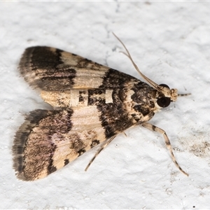 Nacoleia mesochlora at Melba, ACT - 28 Nov 2024