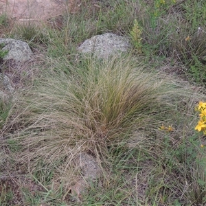 Nassella trichotoma at Conder, ACT - 7 Jan 2024