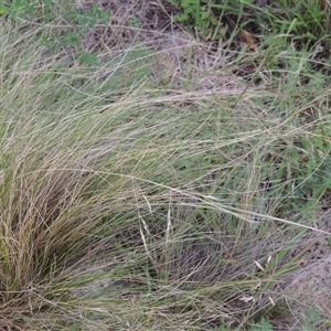 Nassella trichotoma at Conder, ACT - 7 Jan 2024