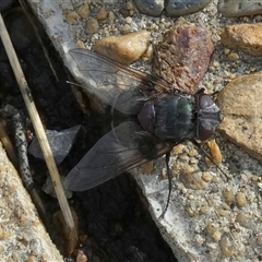 Calliphora vicina (European bluebottle) at Queanbeyan West, NSW - 5 Dec 2024 by Paul4K