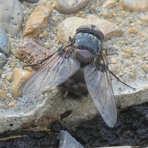 Calliphora vicina at Queanbeyan West, NSW - 5 Dec 2024