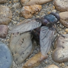 Calliphora vicina at Queanbeyan West, NSW - 5 Dec 2024