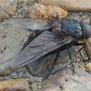 Calliphora vicina at Queanbeyan West, NSW - 5 Dec 2024