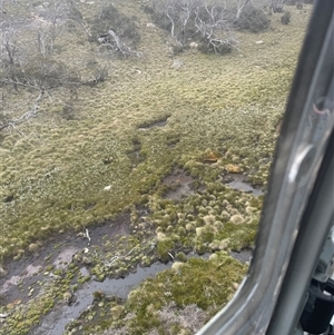 Gallinago hardwickii at Cotter River, ACT - 26 Nov 2024