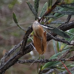 Ptyoptila matutinella (Wingia Group) at Queanbeyan West, NSW by Paul4K