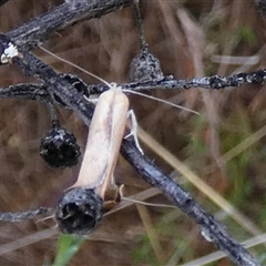 Ptyoptila matutinella at Queanbeyan West, NSW - 5 Dec 2024 07:45 AM