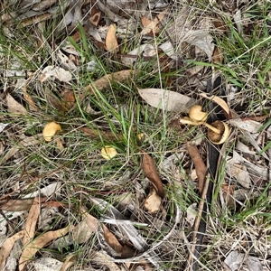 Agrocybe praecox group at Hughes, ACT - 5 Dec 2024 10:31 AM