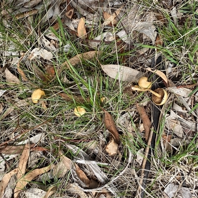 Agrocybe praecox group at Hughes, ACT - 4 Dec 2024 by ruthkerruish