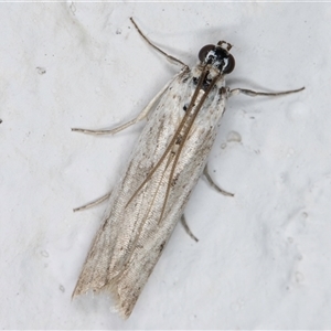 Pyraloidea (unidentified Pyraloid moth) (A Pyraloid moth (Pyraloidea)) at Melba, ACT by kasiaaus