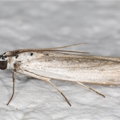 Pyraloidea (unidentified Pyraloid moth) at Melba, ACT - 28 Nov 2024 11:41 PM