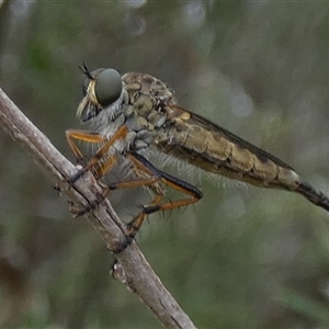 Cerdistus sp. (genus) at Queanbeyan West, NSW - 5 Dec 2024 07:47 AM