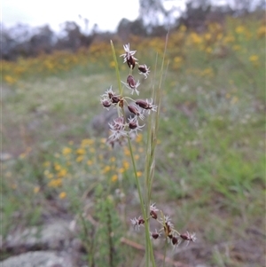 Fimbristylis dichotoma at Conder, ACT - 7 Jan 2024