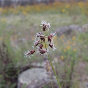 Fimbristylis dichotoma at Conder, ACT - 7 Jan 2024