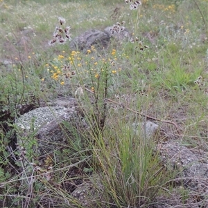 Fimbristylis dichotoma at Conder, ACT - 7 Jan 2024