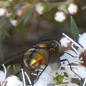 Unidentified Blow fly (Calliphoridae) at Queanbeyan West, NSW by Paul4K