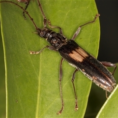 Epithora dorsalis (Longicorn Beetle) at Melba, ACT - 28 Nov 2024 by kasiaaus