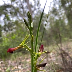 Cryptostylis subulata (Cow Orchid) at Bonny Hills, NSW - 5 Dec 2024 by pls047