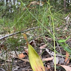 Cryptostylis subulata at Bonny Hills, NSW - suppressed