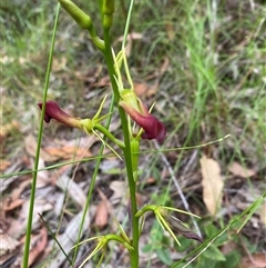 Cryptostylis subulata at Bonny Hills, NSW - suppressed