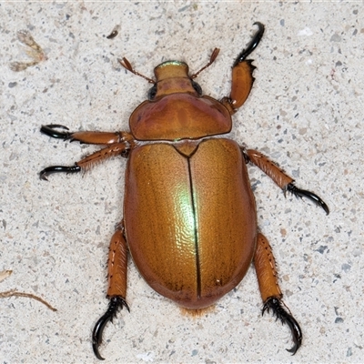 Anoplognathus montanus (Montane Christmas beetle) at Melba, ACT - 28 Nov 2024 by kasiaaus