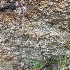 Stylidium armeria subsp. armeria (thrift trigger plant) at Rendezvous Creek, ACT - 27 Nov 2024 by JaneR