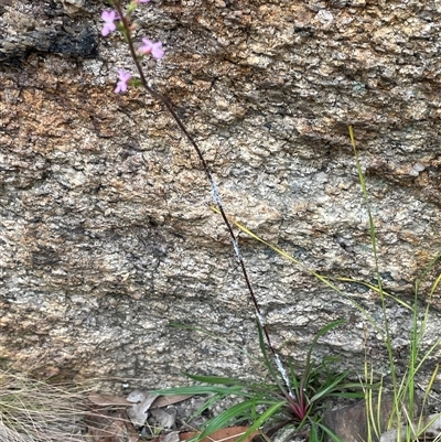 Stylidium armeria subsp. armeria (thrift trigger plant) at Rendezvous Creek, ACT - 27 Nov 2024 by JaneR