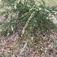 Kunzea sp. (A Kunzea) at Garran, ACT - 4 Dec 2024 by ruthkerruish