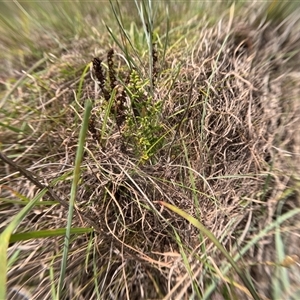 Cheilanthes sieberi subsp. sieberi (Mulga Rock Fern) at Bredbo, NSW by WhiteRabbit