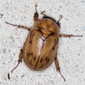 Cyclocephala signaticollis (Argentinian scarab) at Melba, ACT by kasiaaus