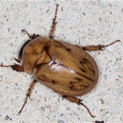 Cyclocephala signaticollis at Melba, ACT - 28 Nov 2024 11:50 PM