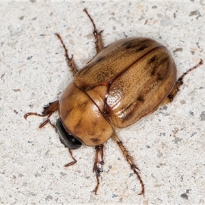 Cyclocephala signaticollis at Melba, ACT - 28 Nov 2024 11:50 PM