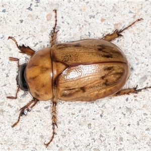 Cyclocephala signaticollis at Melba, ACT - 28 Nov 2024 11:50 PM