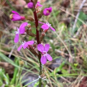 Stylidium montanum at Rendezvous Creek, ACT - 27 Nov 2024 02:10 PM