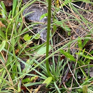 Stylidium montanum at Rendezvous Creek, ACT - 27 Nov 2024 02:10 PM