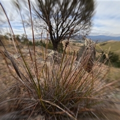 Lepidosperma laterale (Variable Sword Sedge) at Bredbo, NSW - 28 Nov 2024 by WhiteRabbit