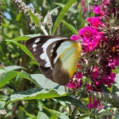 Appias paulina at Braidwood, NSW - 5 Dec 2024 11:27 AM