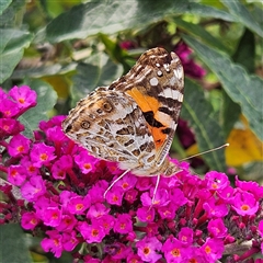 Vanessa kershawi (Australian Painted Lady) at Braidwood, NSW - 5 Dec 2024 by MatthewFrawley