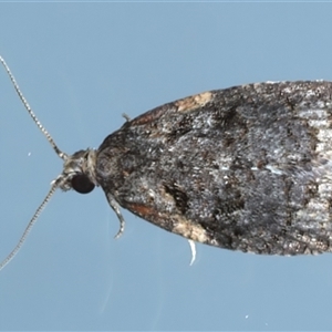 Capua intractana (A Tortricid moth) at Ainslie, ACT by jb2602