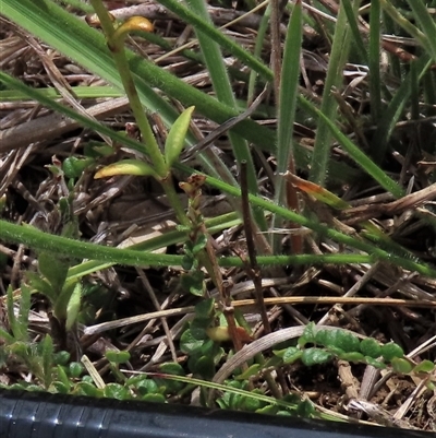 Bossiaea buxifolia (Matted Bossiaea) at Dry Plain, NSW - 29 Dec 2023 by AndyRoo