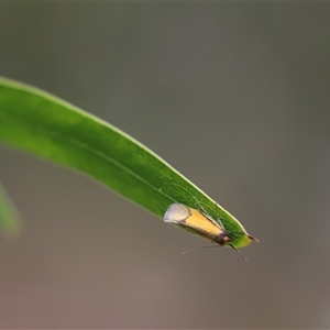 Philobota undescribed species near arabella (A concealer moth) at Cook, ACT by Tammy