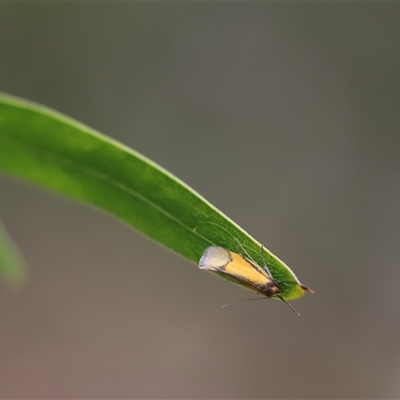 Philobota undescribed species near arabella (A concealer moth) at Cook, ACT - 19 Oct 2024 by Tammy